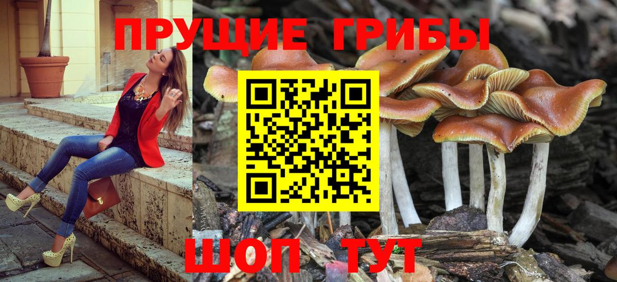 Псилоцибиновые грибы Psilocybe Бузулук